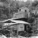 Willie Christie at Maoriland Battery - Waitekauri